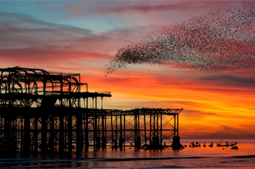 Brighton pier murmuration at sunset - seo services brighton