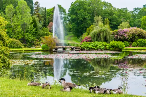 Sheffield park pong with geese digital marketing haywards heath