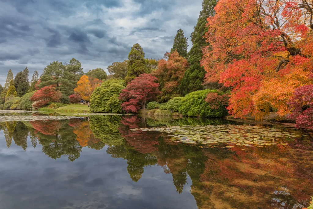 marketing agency in Haywards Heath autumn tree colours by pond