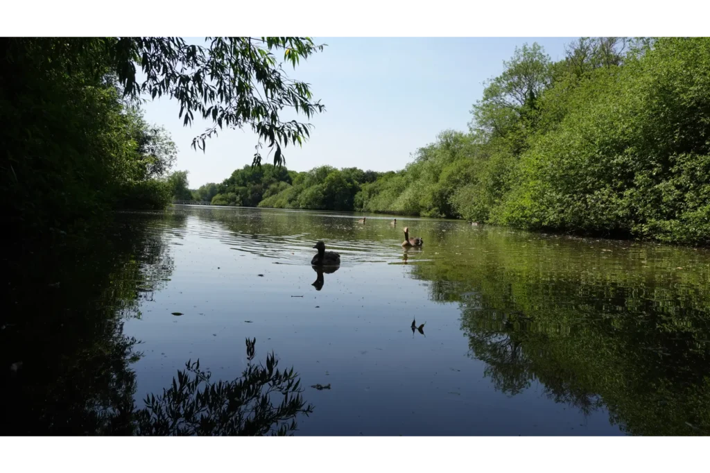marketing agency Crawley - TIlgate Park pond with ducks