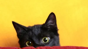 Online findability: How to be found by your prospects, demonstrated as a a black cat playing hide and seek